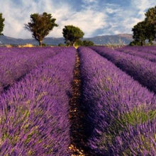 Load image into Gallery viewer, Provenza... Mon Amour! | miguidi