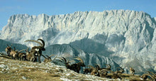 Load image into Gallery viewer, Meravigliose Dolomiti | miguidi