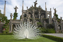 Load image into Gallery viewer, La seduzione della natura e dell'arte: le isole Borromee e l'eremo di Santa Caterina del Sasso | miguidi | 