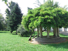 Load image into Gallery viewer, L'antico borgo di Gorla: l'eco della piccola Parigi che fu, dei bambini martiri e delle ville giardino sulle sponde della Martesana | miguidi