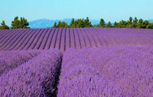 Load image into Gallery viewer, Provenza... Mon Amour! | miguidi