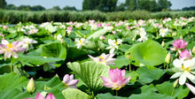 Load image into Gallery viewer, Navigare, dolce navigare: tra i fiori di loto e la citt&agrave; ideale... Sabbioneta! | miguidi