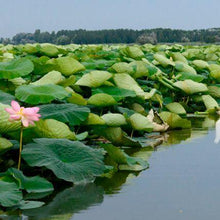 Load image into Gallery viewer, Navigare, dolce navigare: tra i fiori di loto e la citt&agrave; ideale... Sabbioneta! | miguidi